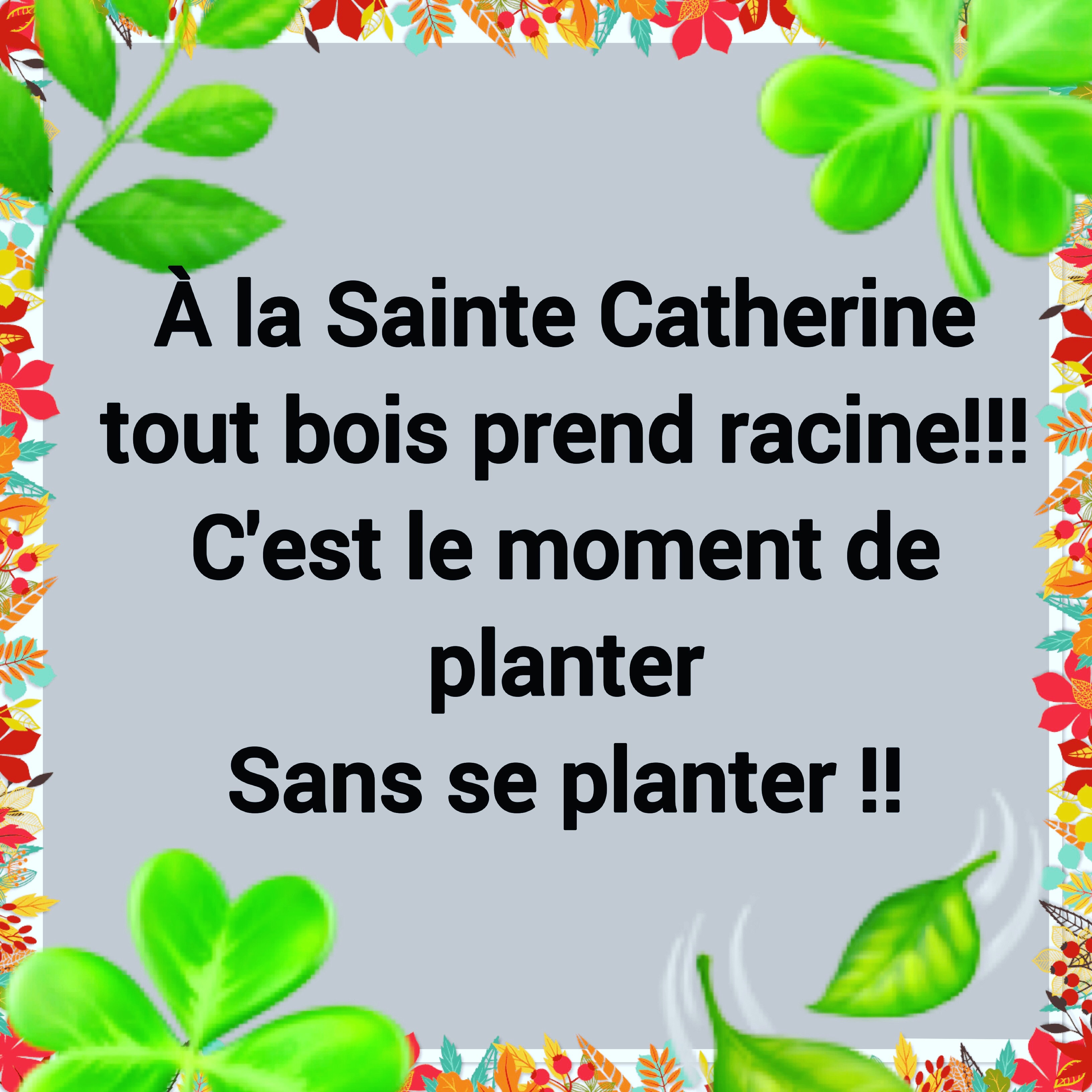 25/11 St Catherine | Pepiniere-mercadier-dorian-christian.fr